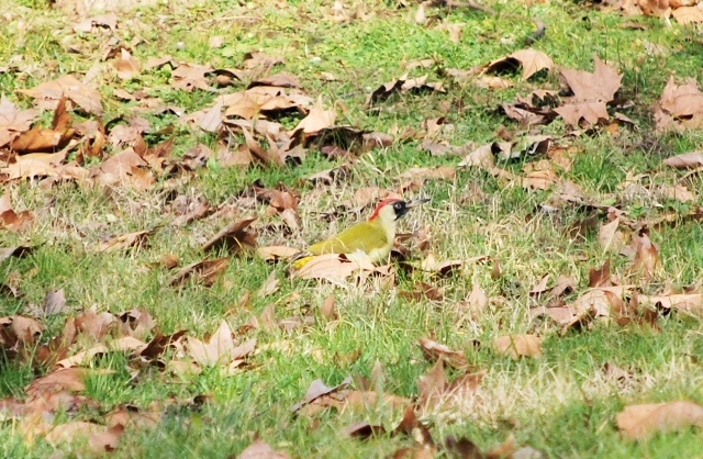 Picchio verde e altri